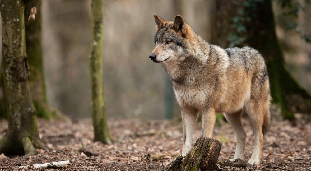 wilk szary w Tatrach